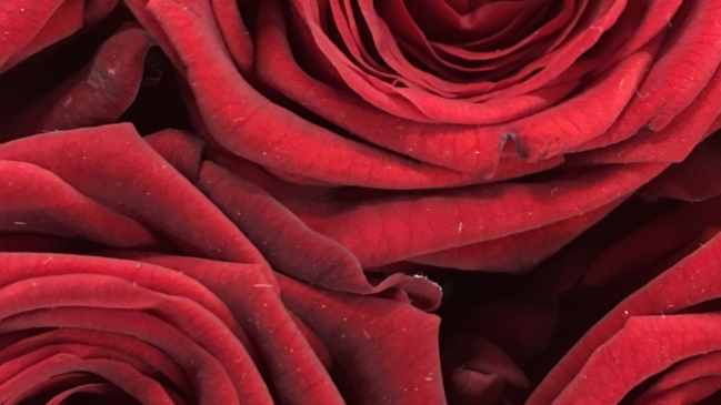 February wallpapers for your desktop-red roses.
